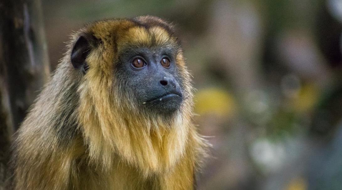 Monkey at the sanctuary