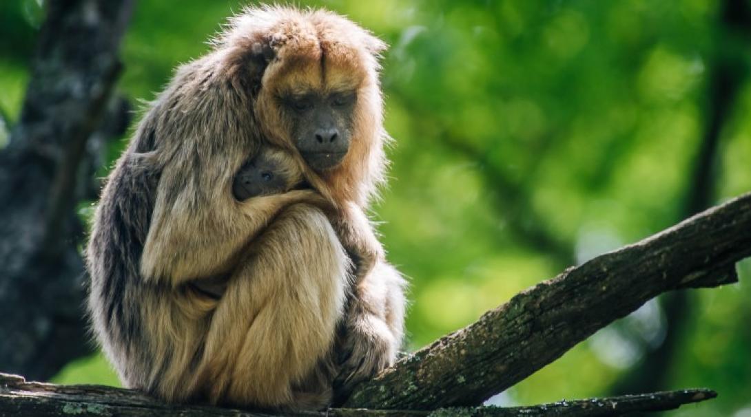 Mother and baby monkey