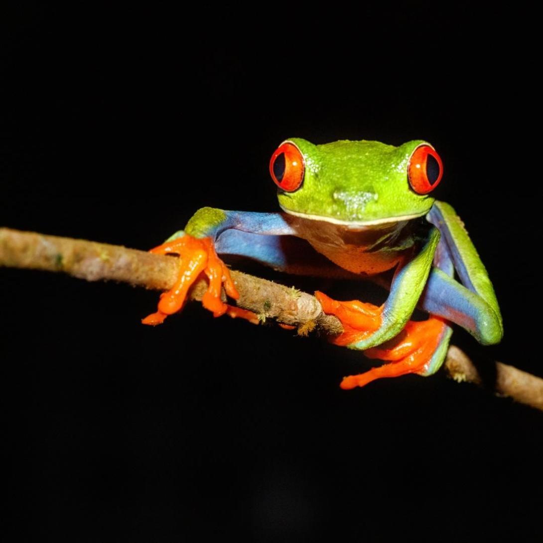 Experience nighttime wildlife tours in Monteverde