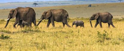 Elephant family roaming through the wilderness of Botswana in Africa