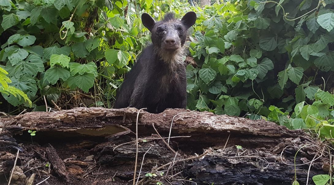 Rescued wildlife in Peru