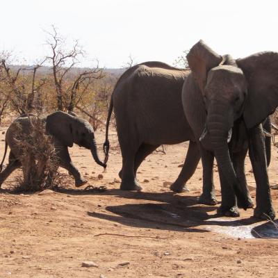 Participants on an animal volunteer program in Botswana capture a baby rhino on camera. 