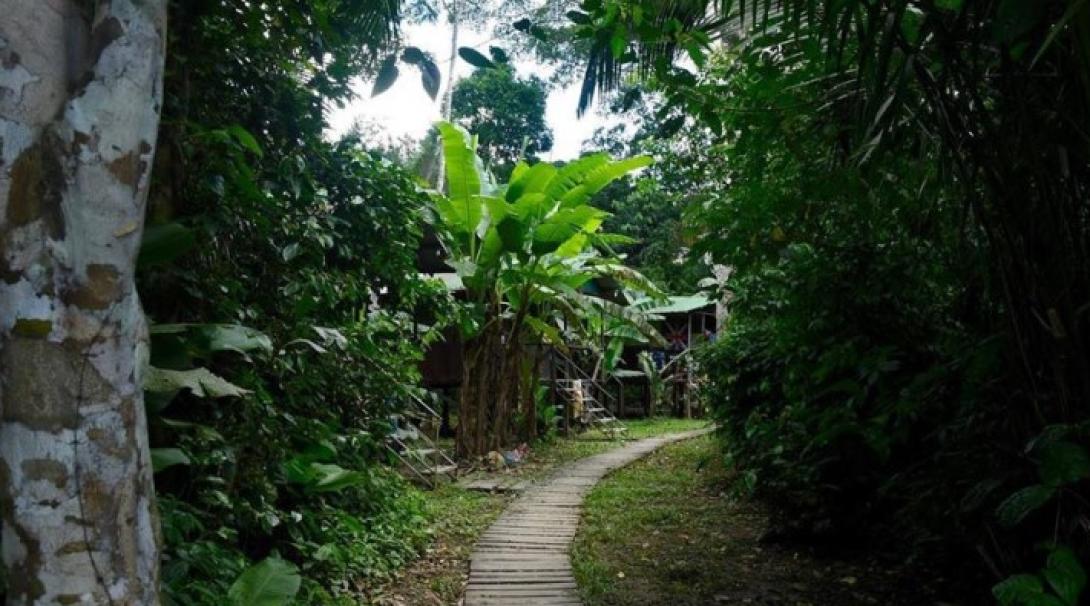 The path to the bungalow in Taricaya