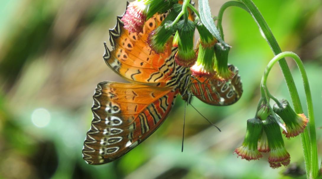 A butterfly spotted on a Conservation volunteer trip in Nepal