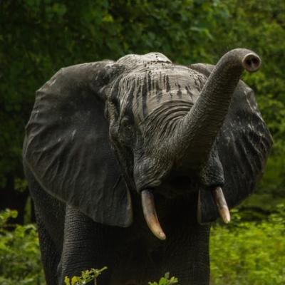 Elephants playing in a national park in Ghana