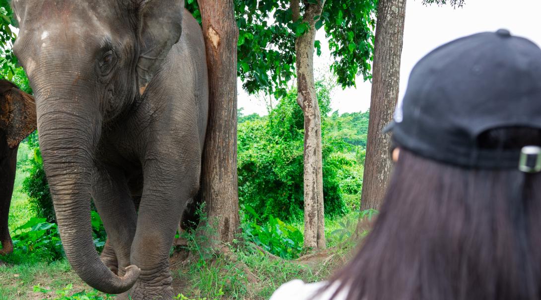 Nepal elephant