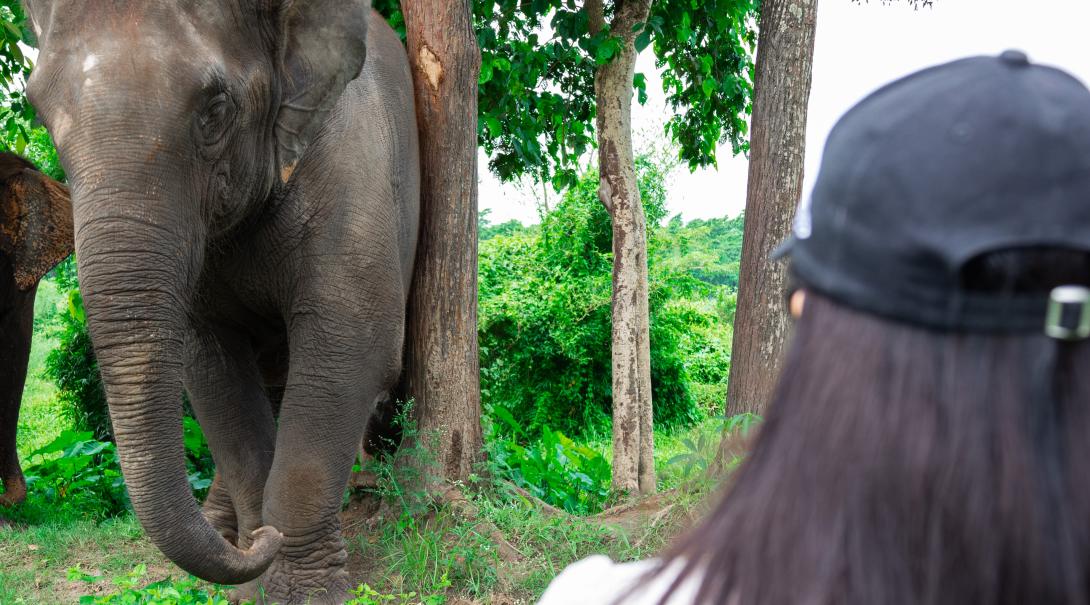 Nepal elephant