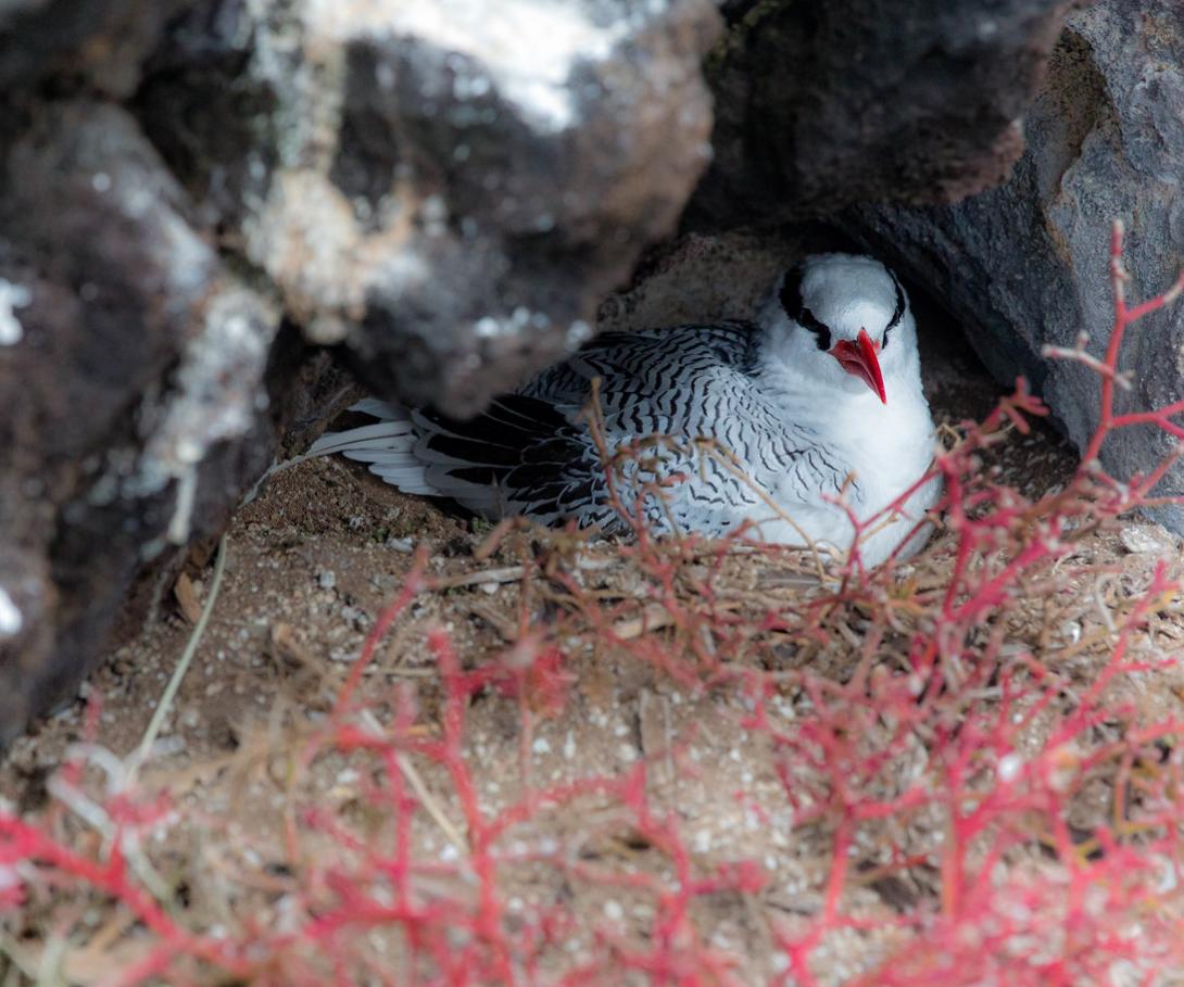 An endangered seabird spotted during a monitoring activity by a group doing conservation volunteering in South America.