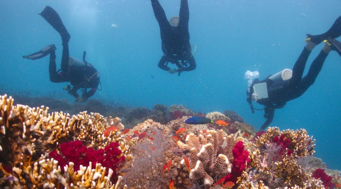 Volunteers protecting sharks