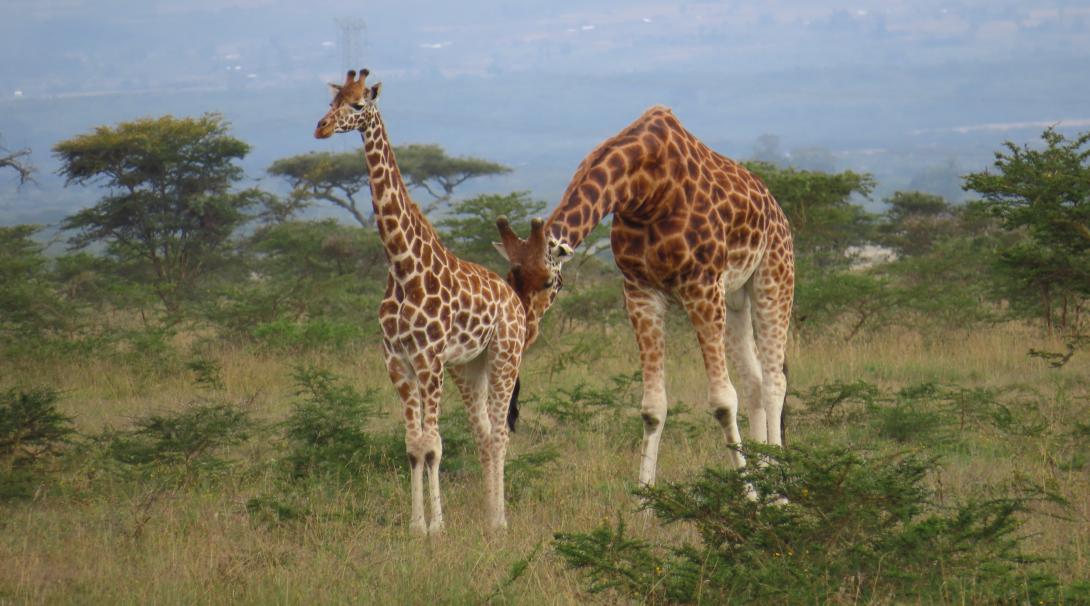 Giraffes on a Conservation Project in Kenya