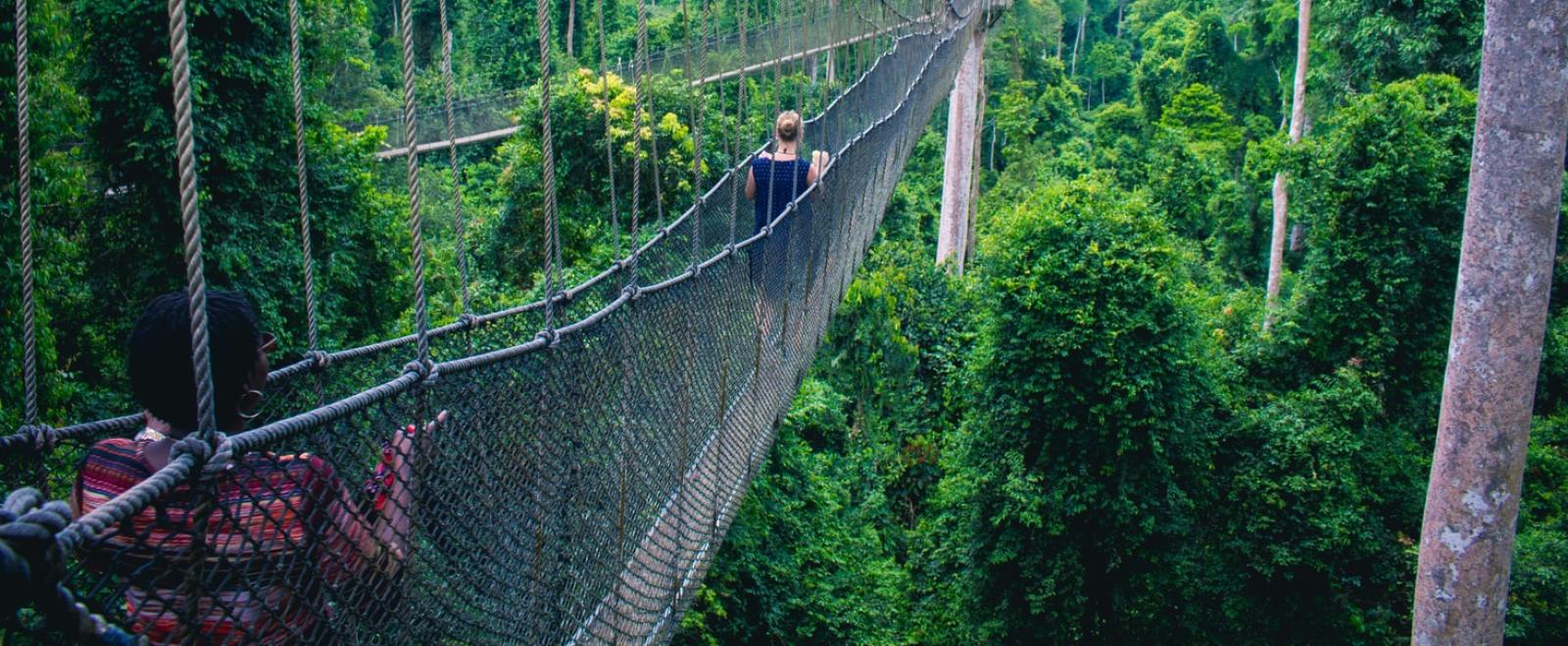 Visitors walk along the canopy bridge in Ghana's rainforest