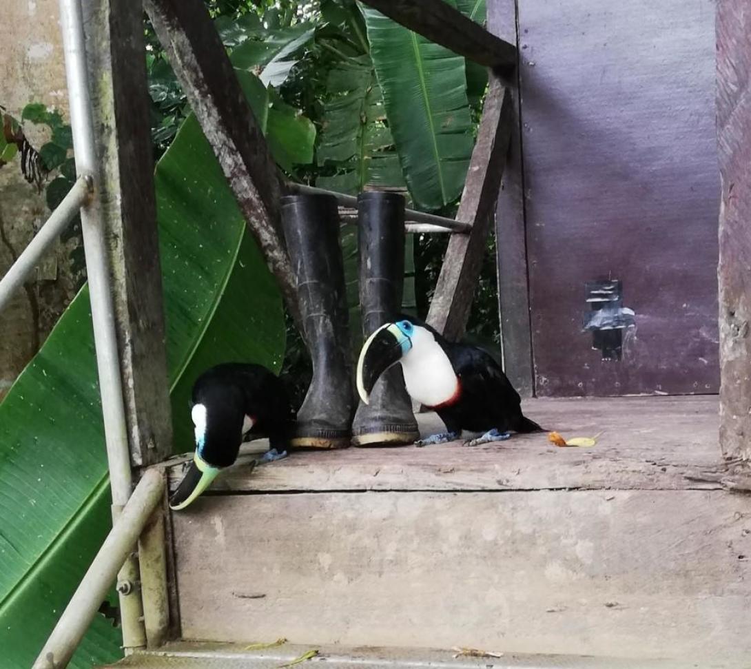 Grey and Rafa. Two over-friendly toucan