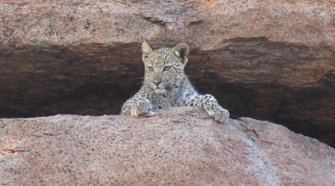 Volunteer with animals like cheetahs in Botswana