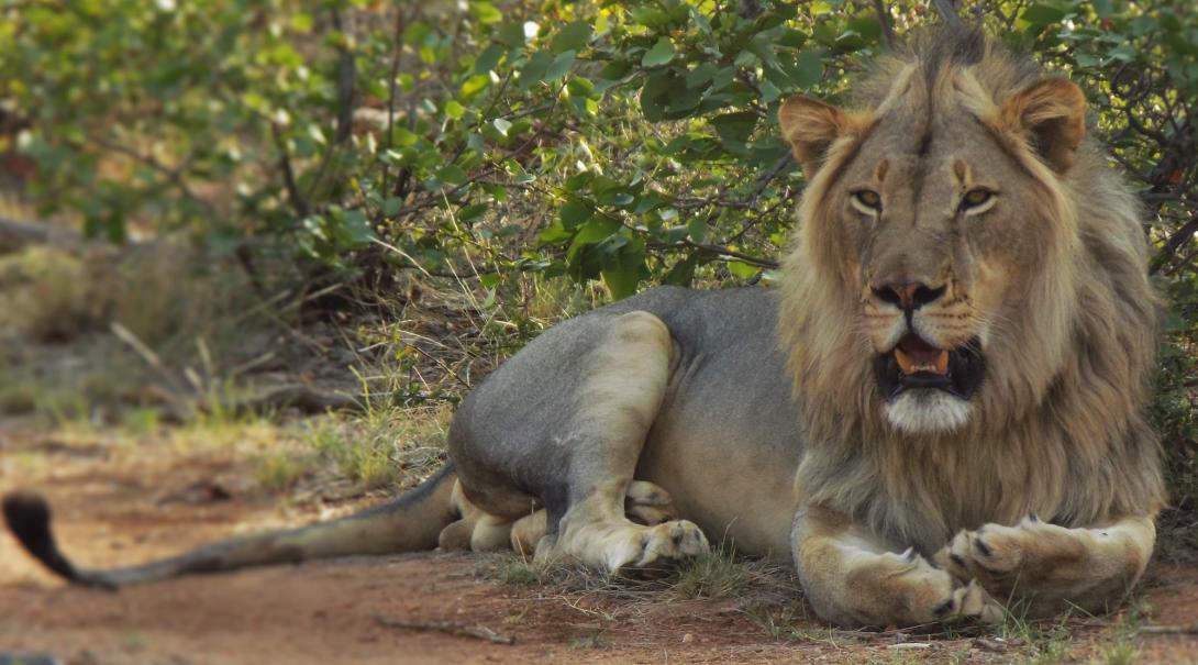 Lion on a wildlife volunteer project