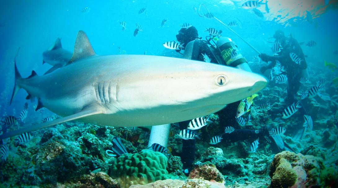 Diving volunteers doing Shark Conservation