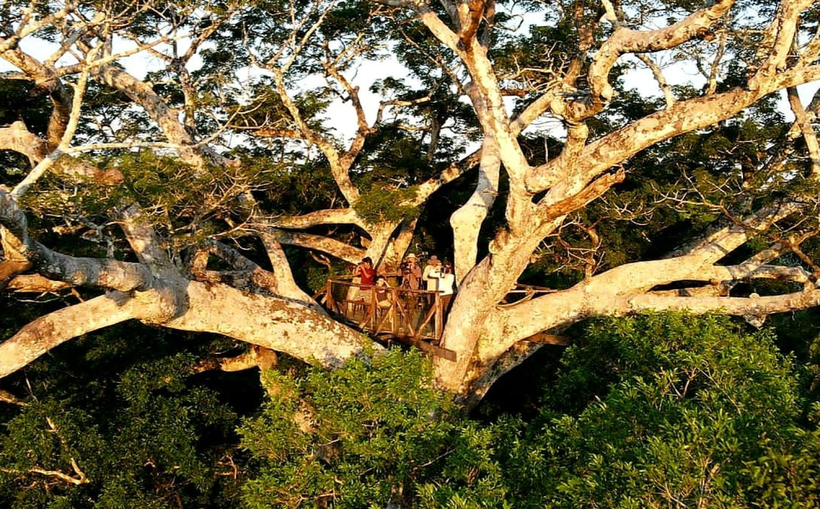 Volunteers stand on top of the rainforest canopy in Peru.