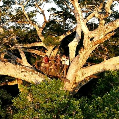 Volunteers stand on top of the rainforest canopy in Peru.