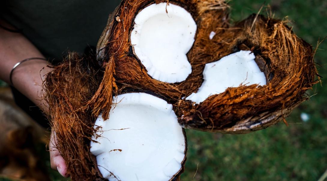 A Projects Abroad volunteer holding some freshly cracked coconuts ready for eating or cooking