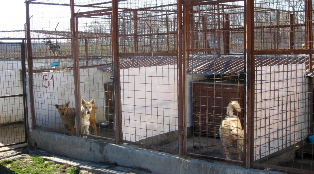 Dogs wait patiently for their turn to be walked by Veterinary Medicine interns in Romania.