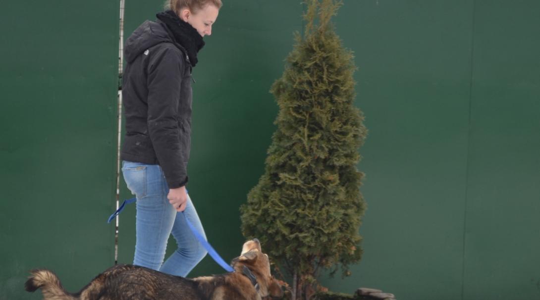 A dog at a shelter is taken for a walk and socialised by a Veterinary Medicine intern in Romania.