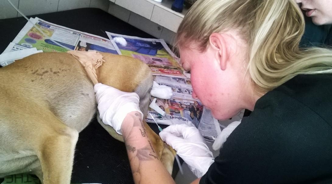 A dog is examined at a local clinic by a student doing a Veterinary Medicine internship in Sri Lanka.