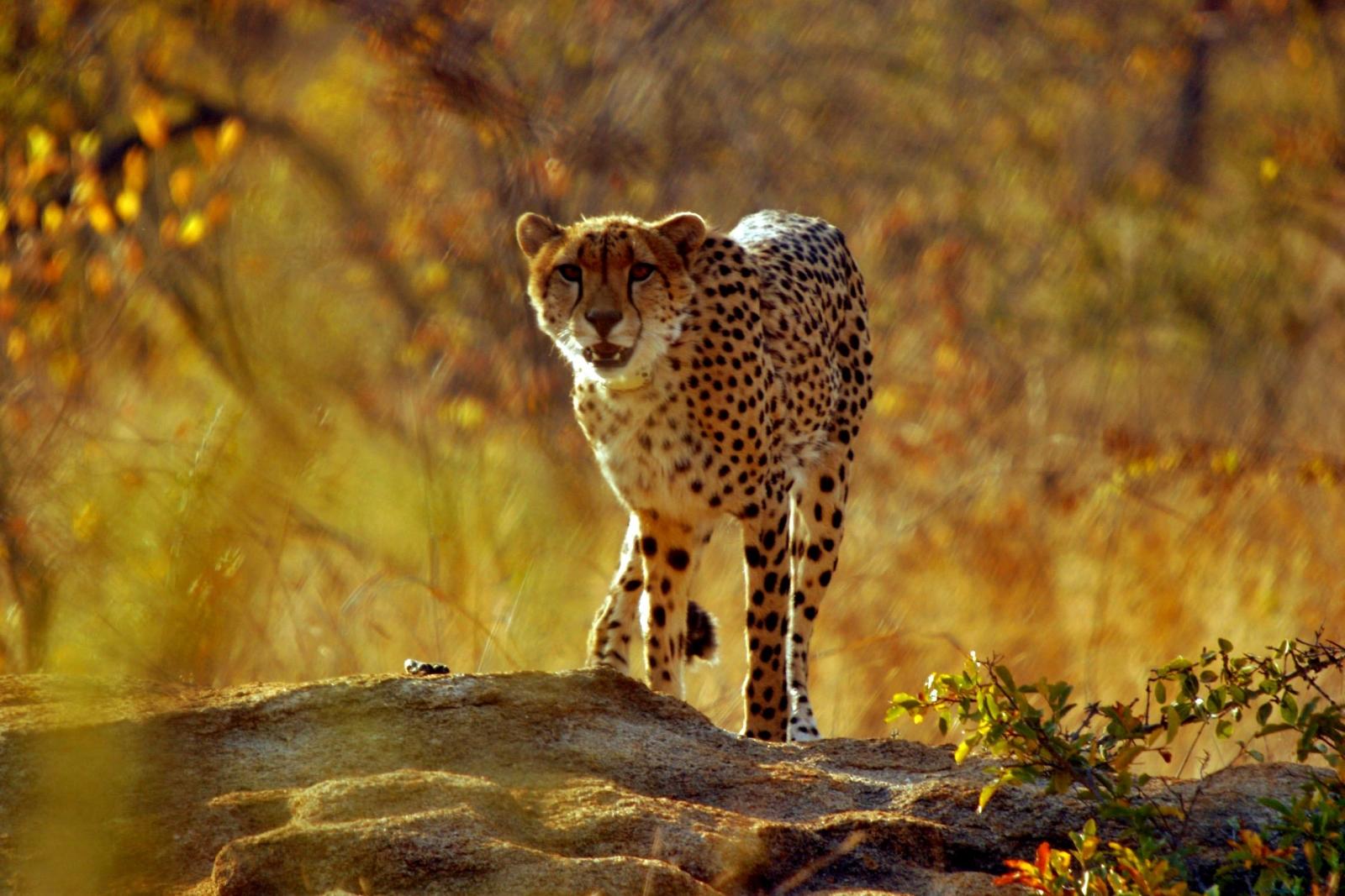 A cheetah in a wildlife reserve in Southern Africa