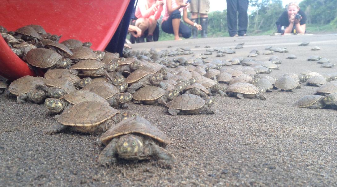 Baby turtles being released back into the river in Peru