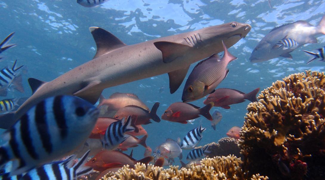 A shark spotted while on a marine dive during the Conservation Project in Fiji