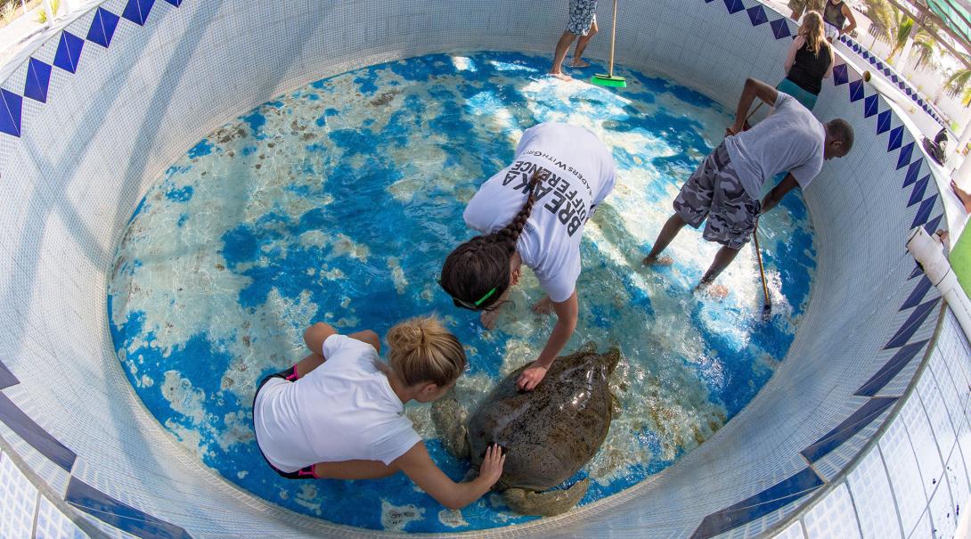 Projects Abroad Conservation volunteers in Mexico team up to clean a turtle and its tank.