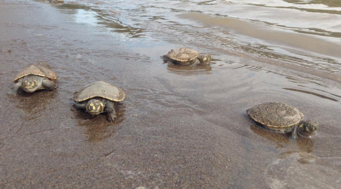 Projects Abroad volunteers release turtles into the ocean as part of their Amazon Rainforest Conservation Project.