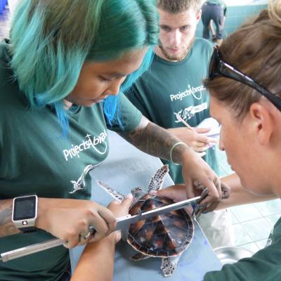 Conservation volunteers measure the size of a sea turtle during their marine project in Thailand