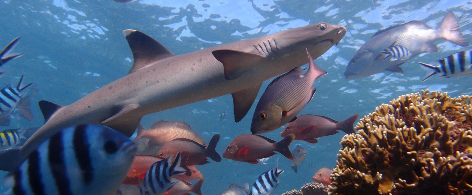 Shark spotted by our Shark Conservation volunteers in Fiji.