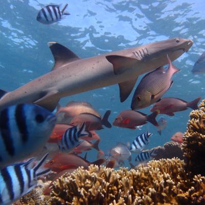 Shark spotted by our Shark Conservation volunteers in Fiji.