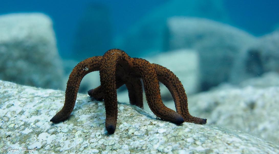 Starfish spotted by Projects Abroad internss during a research dive.