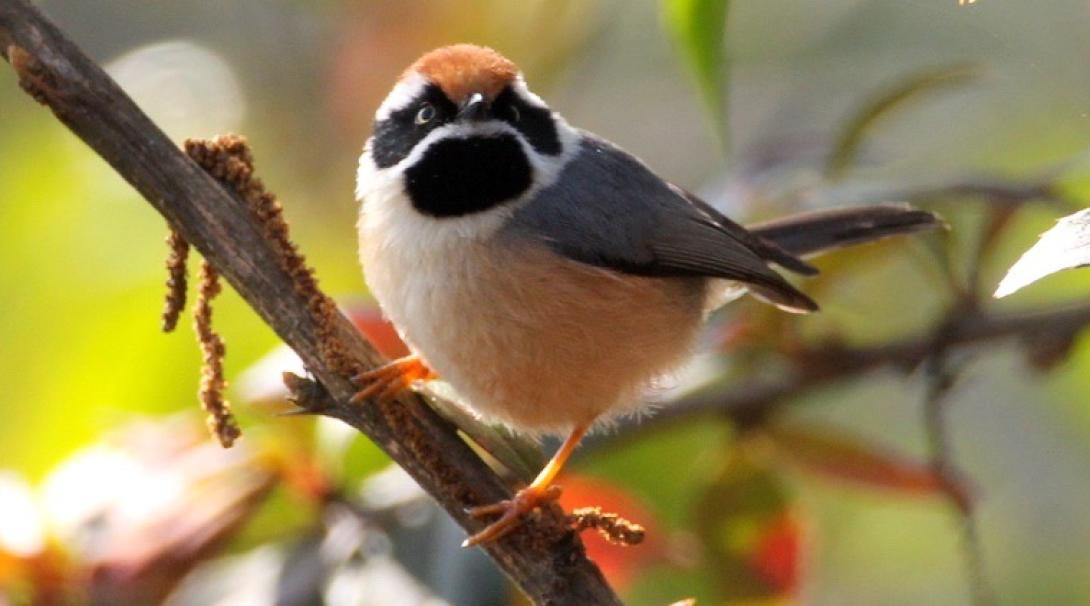 A bird spotted by Conservation interns during a wildlife census in Nepal.