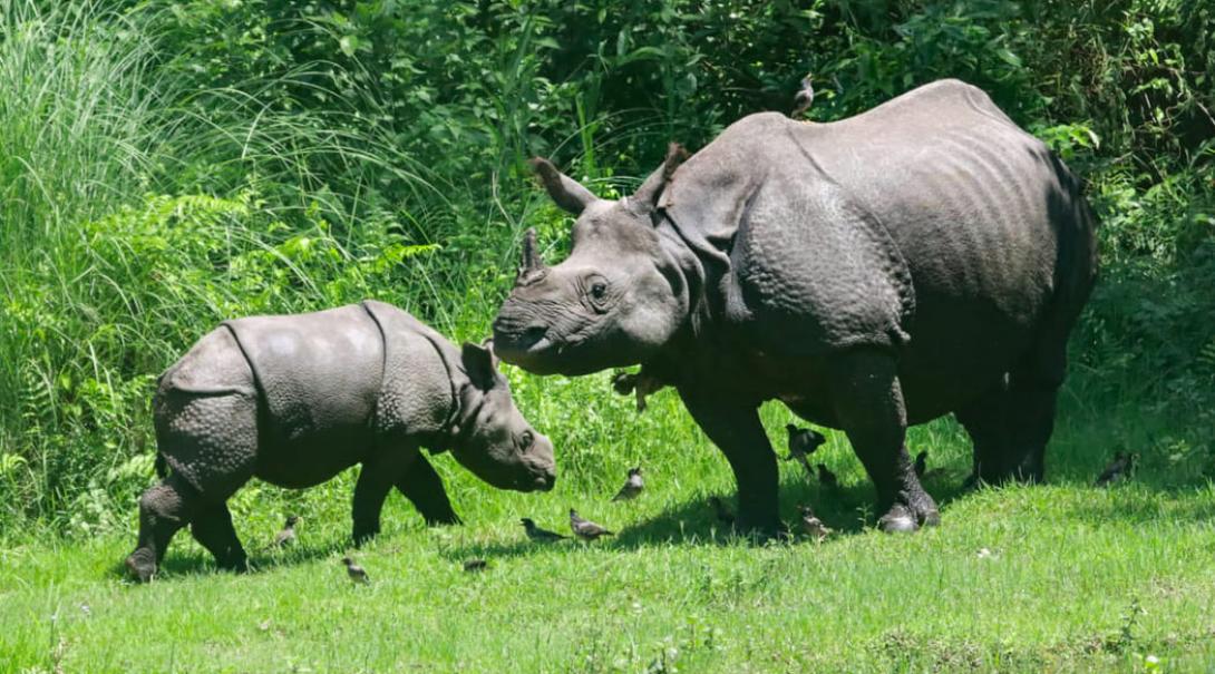 Volunteer with animals in Nepal