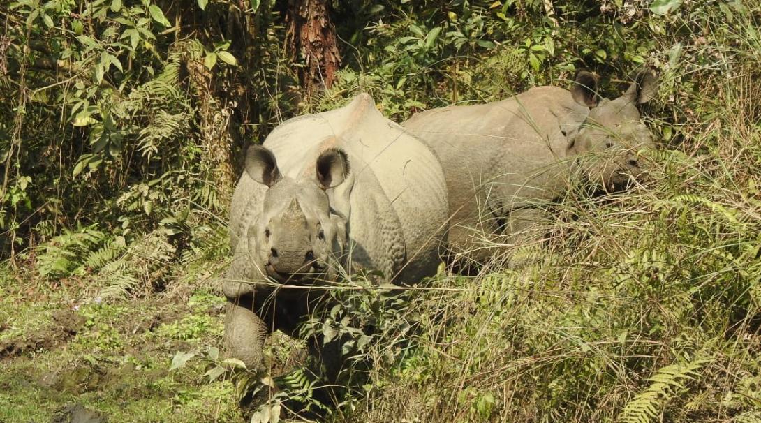 Volunteer with animals in Nepal and protect the greater one-horned rhino