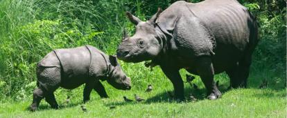 Volunteer with rhinos in Nepal