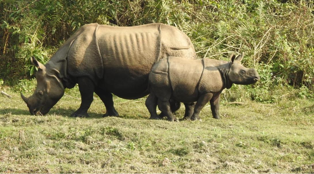 Two rhinos on Nepal Conservation Project