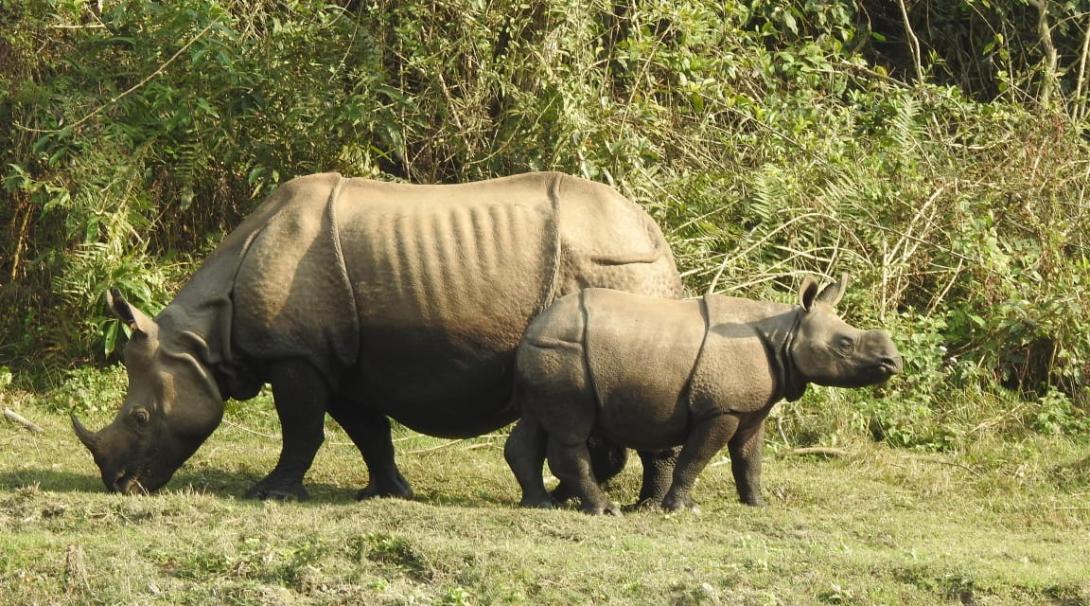 Rhinos in Chitwan National Park