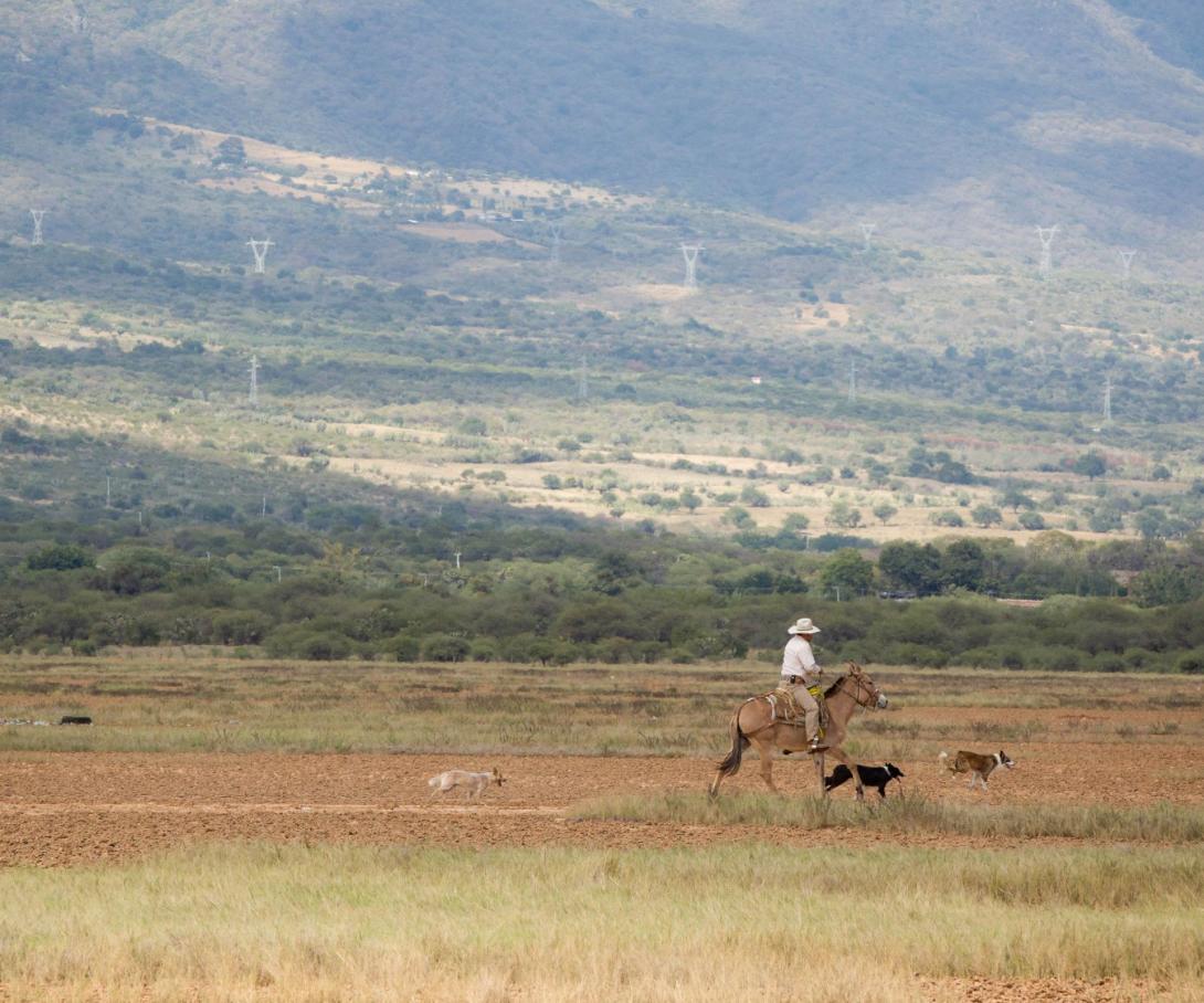 A local man rides a horse in Mexico, accompanied by his dogs. 