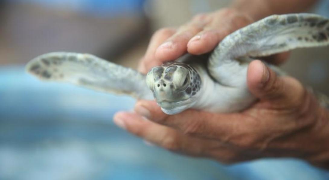 Volunteer helping a hatchling