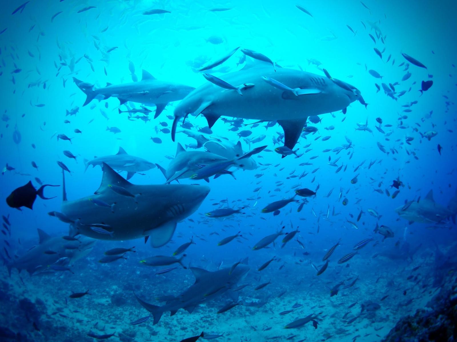 Sharks swimming in Fiji while volunteers conduct research on marine conservation.