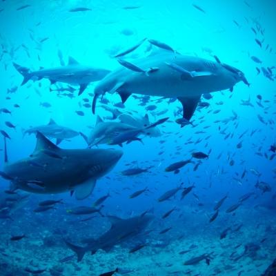 Sharks swimming in Fiji while volunteers conduct research on marine conservation.