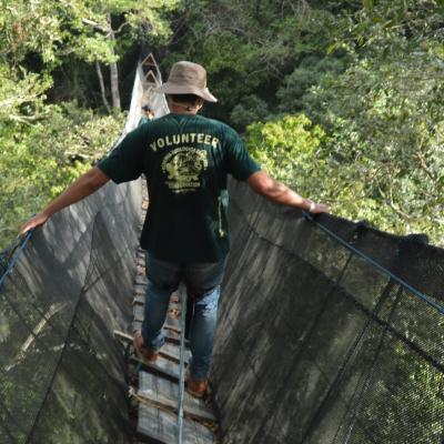 Volunteers on the canopy walkway in the forest