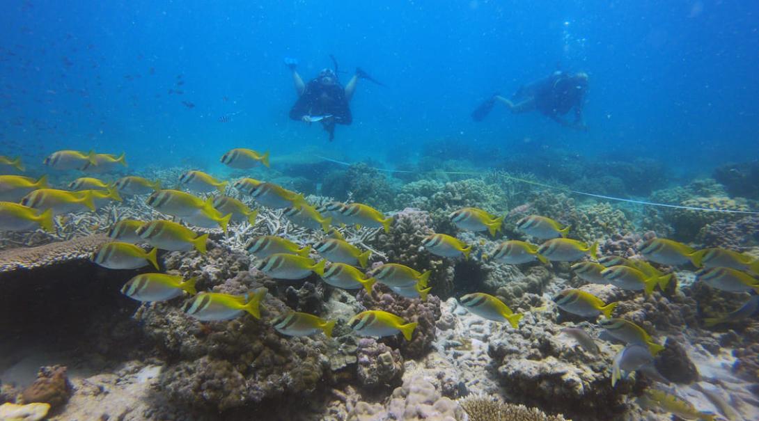 Diving & Marine Conservation volunteers in Thailand