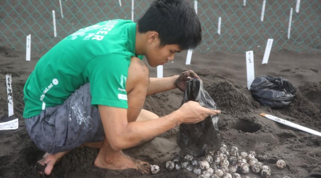 Volunteer putting turtle eggs into secure nests