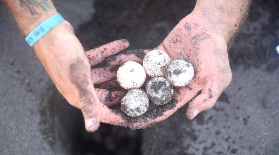 Volunteer holding turtle eggs