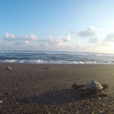 A newly hatched turtle crawls across the sand to reach the ocean in Mexico. 