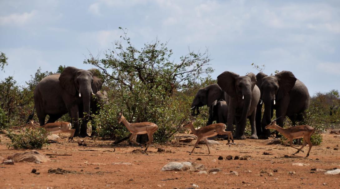 Volunteer with animals in Botswana